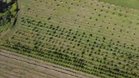 Aerial top down drone flies over green wheat field. Stock Footage 151500261