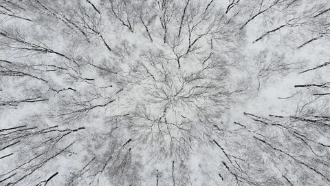 Aerial Top Down Drone Flight over Snow Covered Trees in Woodland at Winter. 4K Stock Footage 122762654