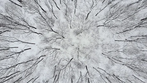 Aerial Top Down Drone Flight over Snow Covered Trees in Woodland at Winter. 4K Stock Footage 123049800