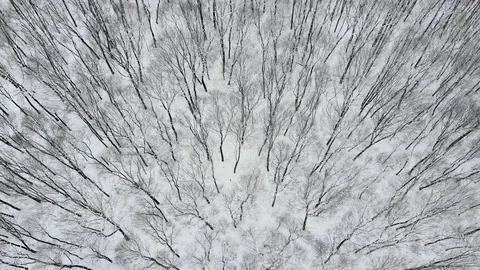 Aerial Top Down Drone Flight over Snow Covered Trees in Woodland at Winter. 4K Stock Footage 123049972