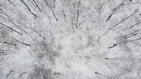Aerial Top Down Drone Flight over Snow Covered Trees in Woodland at Winter. 4K Stock Footage 123711882
