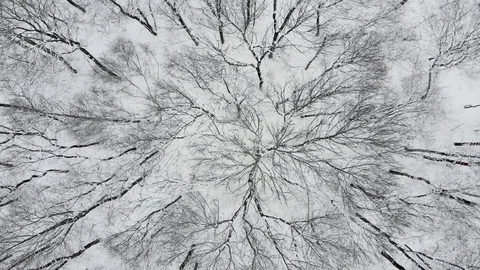 Aerial Top Down Drone Flight over Snow Covered Trees in Woodland at Winter. 4K Stock Footage 123711997