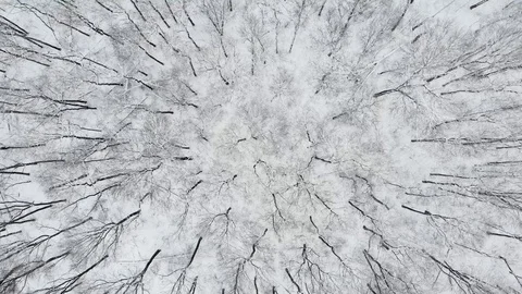 Aerial Top Down Drone Flight over Snow Covered Trees in Woodland at Winter. 4K Stock Footage 123712081