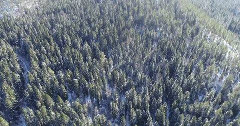 Aerial, top down, drone shot, over snow covered trees Stock Footage 114294448