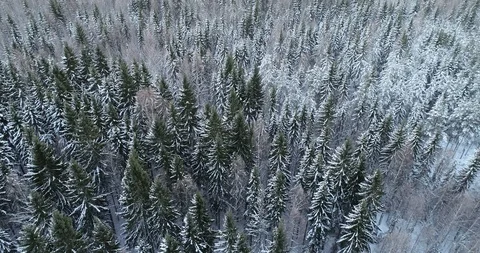 Aerial, top down, drone shot, over snow covered trees Stock Footage 114294894
