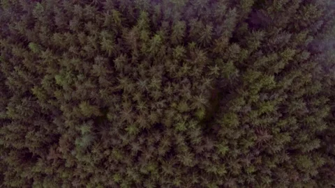 Aerial top down drone shot flying over pine trees  Stock Footage 132903143