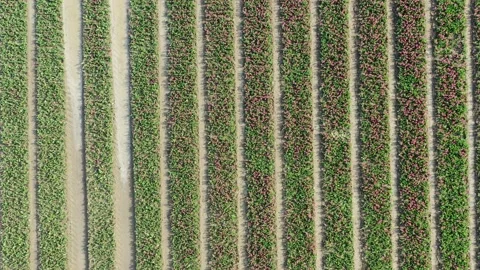 Aerial  top down drone shot of a tulip field in Zeewolde, The Netherlands Stock Footage 230303260