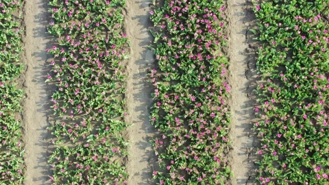 Aerial  top down drone shot of a tulip field in Zeewolde, The Netherlands Stock Footage 230303262