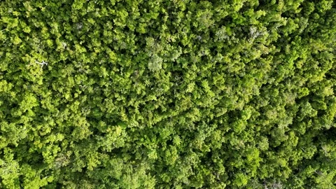 Aerial Top Down drone shot of lush green... | Stock Video | Pond5