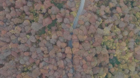 Aerial top down drone shot above the Autumn  mountain road between the trees 库存影片 237813754