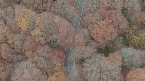 Aerial top down drone shot above the Autumn  mountain road between the trees 库存影片 237813762