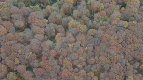 Aerial top down drone shot above the Autumn  mountain road between the trees Vídeo Stock 237813890