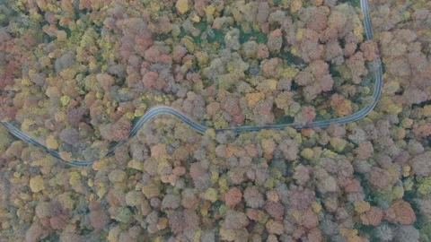 Aerial top down drone shot above the Autumn  mountain road between the trees 스톡 동영상 237814051