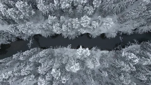 Aerial Top Down Drone Shot Of A River Between Snowy Trees In Winter Stock Footage 238077823