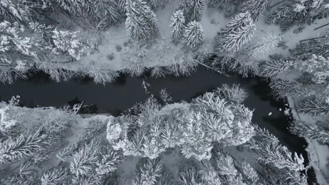 Aerial Top Down Drone Shot Of A River And Snowy Trees In Winter Stock Footage 238610228