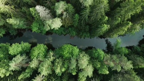 Aerial Top Down Drone Shot Of A River Between Trees In Summer Stock Footage 238611521
