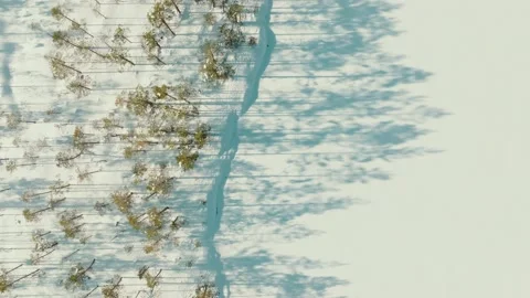 Aerial Top Down Drone Shot Of Bog Trees In Sunny Winter Day Stock Footage 238611769