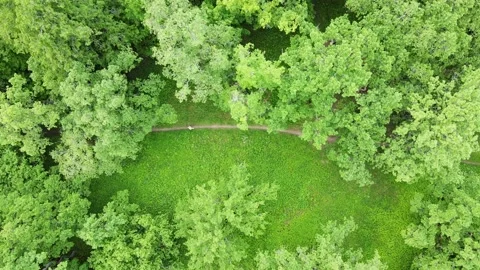 Aerial Top Down Drone Shot Of Trees And A Woman Walking In The Park Trail Stock Footage 238612255