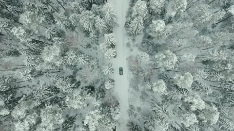 Aerial Top Down Drone Shot Of A Car Between Snowy Trees In Winter Video stock 238613170