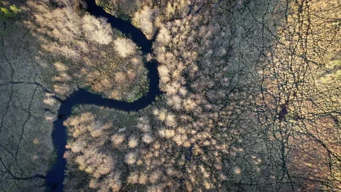 Aerial top down drone shot above the natural winding river. Swampy forest. Stock Footage 276531218
