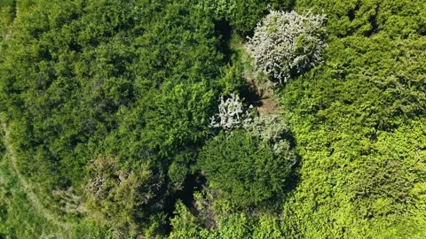 Aerial top-down drone shot over dense green forest canopy in motion Stock Footage 309762262