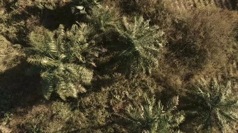 Aerial top-down drone shot over lush Casamance landscape in West Africa Stock Footage 309913392