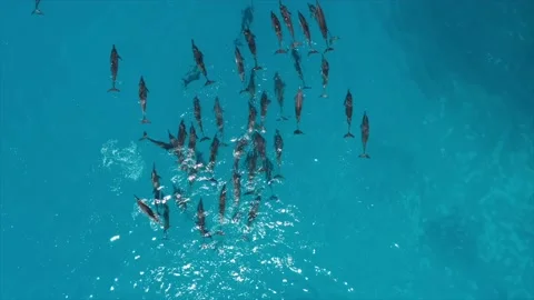 AERIAL TOP DOWN Drone video of Massive Pod of Dolphins in Indian Ocean Video stock 238437925