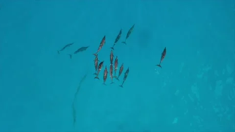 AERIAL TOP DOWN Drone video of Massive Pod of Dolphins in Indian Ocean Video stock 238438378