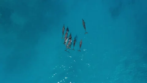 AERIAL TOP DOWN Drone video of Massive Pod of Dolphins in Indian Ocean Stock Footage 238438433