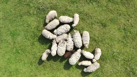 Aerial top down drone view of sheep herd feeding on grass in green field Stock Footage 138880963