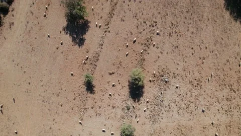 Aerial top down drone view of the sheep, cattle grazing on farm pasture Stock Footage 168255086
