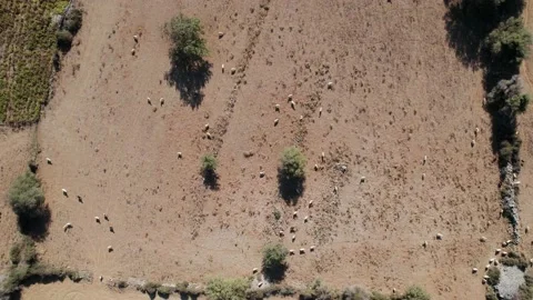 Aerial top down drone view of the sheep, cattle grazing on farm pasture  Stock Footage 168255098