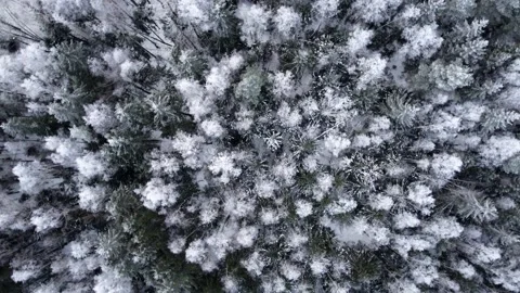 Aerial top down drone view of winter mixed forest Stock Footage 169401456
