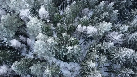 Aerial top down drone view of winter mixed forest Stock Footage 169402431