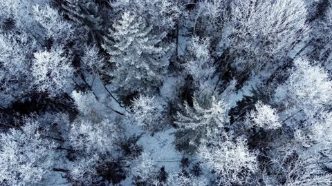 Aerial top down drone view of winter mixed forest Stock Footage 169404625