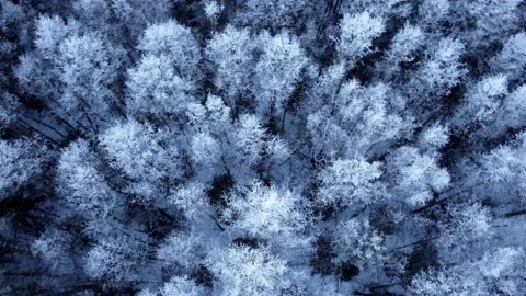 Aerial top down drone view of winter mixed forest Stock Footage 169405856