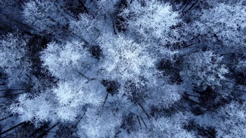 Aerial top down drone view of winter mixed forest Stock Footage 169406715