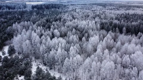 Aerial top down drone view of winter mixed forest Stock Footage 172433173