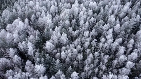 Aerial top down drone view of winter mixed forest Stock Footage 172433435
