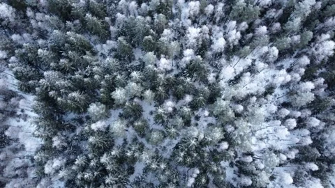 Aerial top down drone view of winter mixed forest Stock Footage 172433637