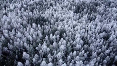 Aerial top down drone view of winter mixed forest Stock Footage 172433768