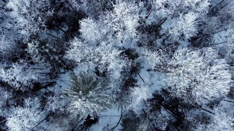 Aerial top down drone view of winter mixed forest Stock Footage 172435543