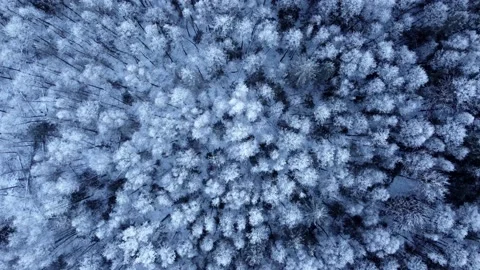 Aerial top down drone view of winter mixed forest Stock Footage 172436392