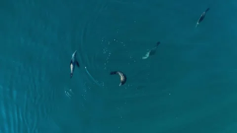 Aerial Top Down Drone View Swimming open ocean San Diego California Stock Footage 241014911