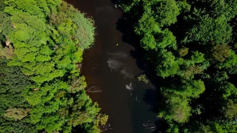 Aerial top down drone view of a natural lake in Grunewald Forest West Berlin Video stock 243817888