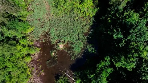 Aerial top down drone view of a small natural pond in Grunewald Forest Berlin 스톡 동영상 243818056