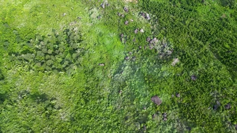 Aerial top down drone view of a tropical forest Stock Footage 246589805