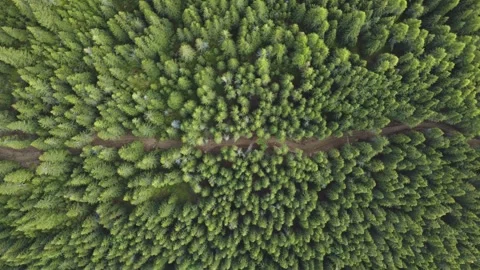 Aerial top down drone view of dirt road trough a dense pine forest Stock Footage 247545284