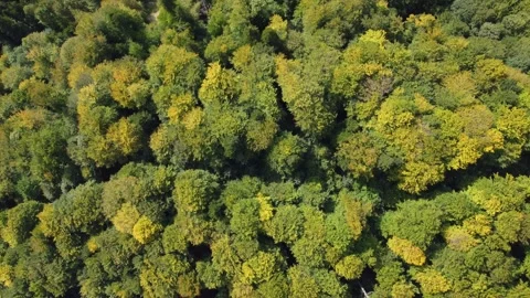 Aerial top down drone view of beech and pine trees forest in early autumn season Stock Footage 252046276