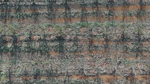 Aerial Top-Down Drone View of Bare Kaki Orchard Stock Footage 261978989